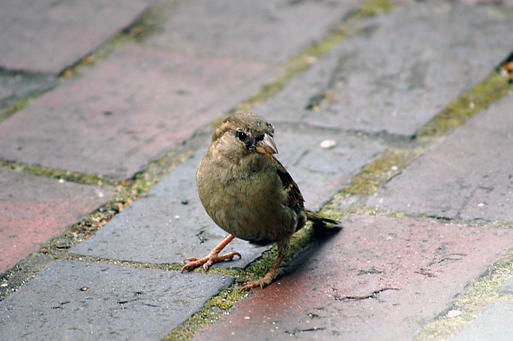 sparrow-cropped-small.jpg