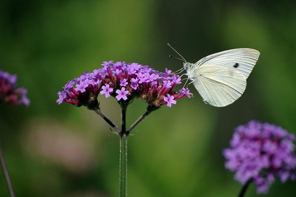 butterfly01-small.jpg