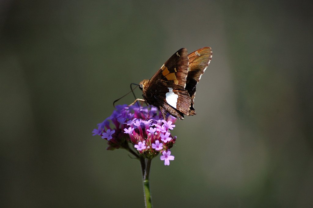 butterfly02-small.jpg