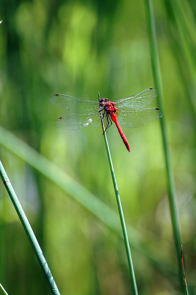 dragonfly01-small.jpg