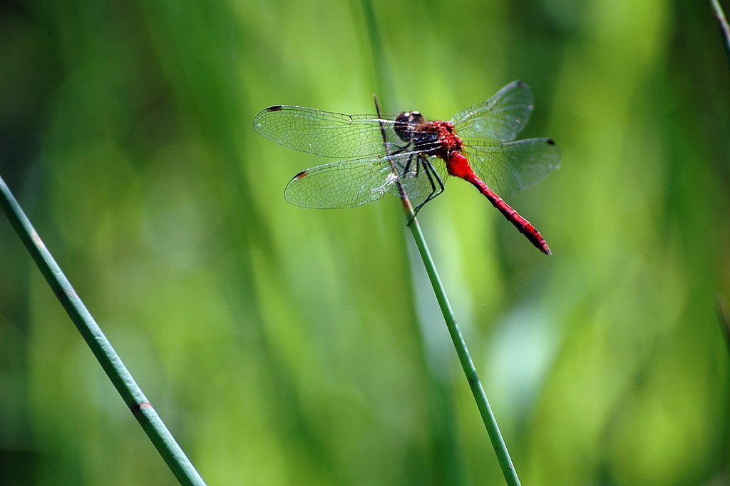 dragonfly02-small.jpg