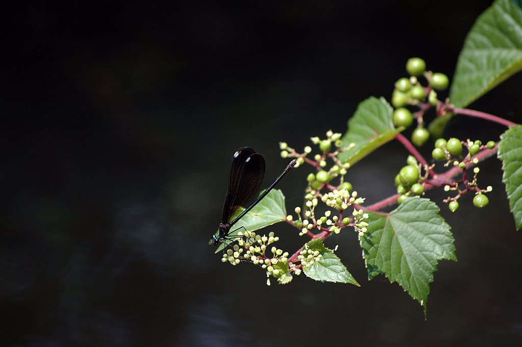 blackdragonfly-small.jpg