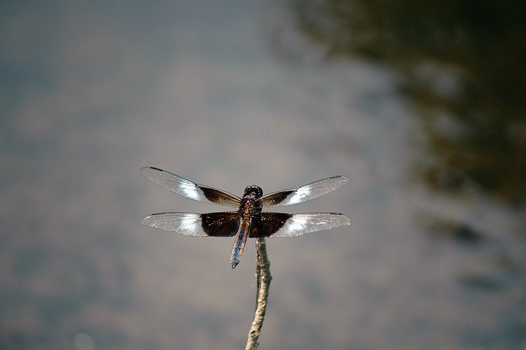 onestripedragonfly-small.jpg