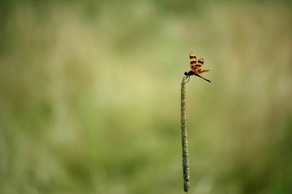 tigerdragonfly-small.jpg
