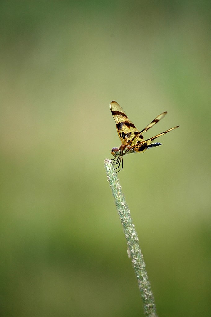 tigerdragonfly2-small.jpg