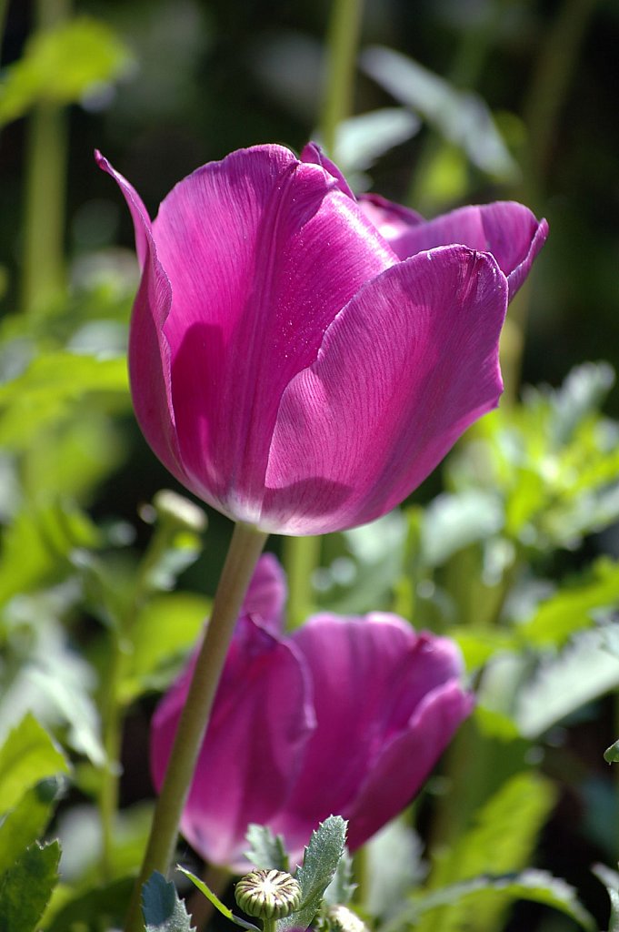 tulip-pink02-small.jpg