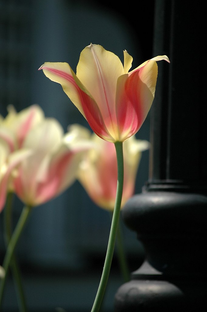 tulip01-small.jpg