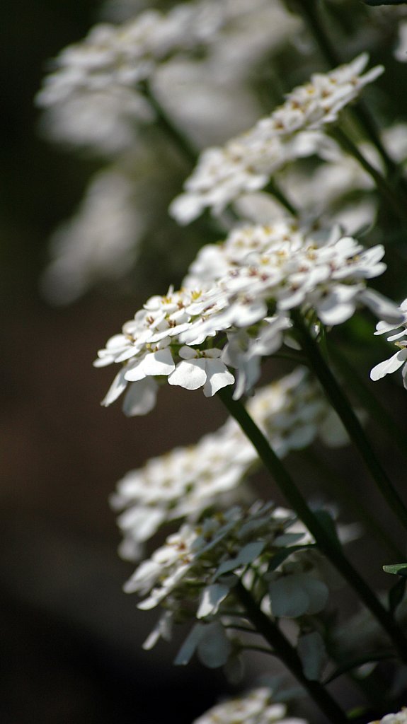 whiteFlowers03-cropped02-small.jpg